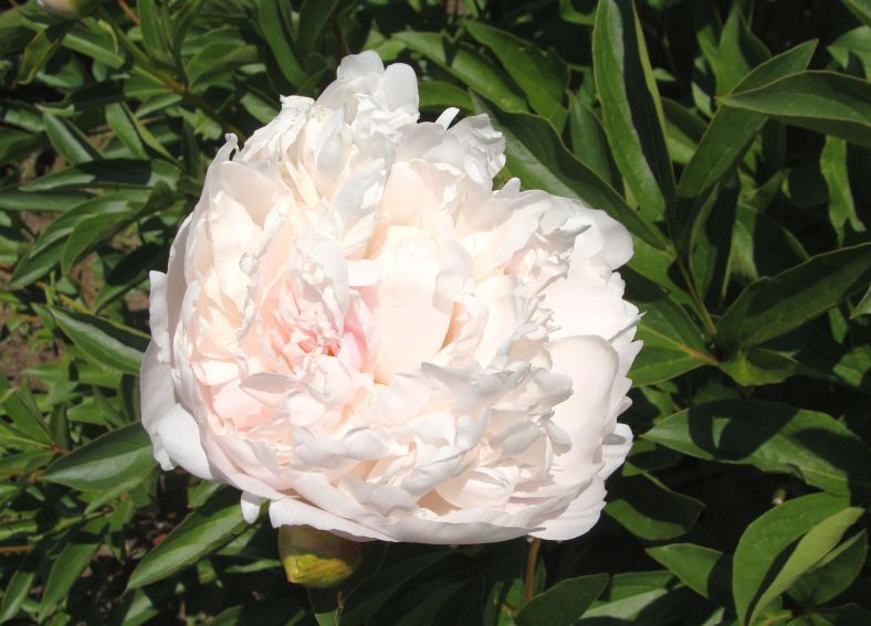 Paeonia lactiflora 'Baroness Schroeder'
